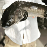 Sturgeon meat (Frozen)